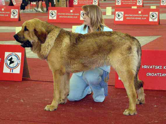 Neron de Filandon: Exc.1, European Junior Winner - Young Class Males, Euro Dog Show, Zagreb, Croatia 10.06.2007
(Dumbo de Reciecho x Troya de Buxionte)
Born: 12.07.2006
Keywords: 2007 cortedemadrid