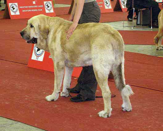Sanson del Dharmapuri: Exc. 2, res-CAC - Open Class Males, Euro Dog Show, Zagreb, Croatia 10.06.2007
(Rubi de Montes del Pardo x Fani de Fuente Mimbre) 
Born: 16.12.2004 

Keywords: 2007 fresu