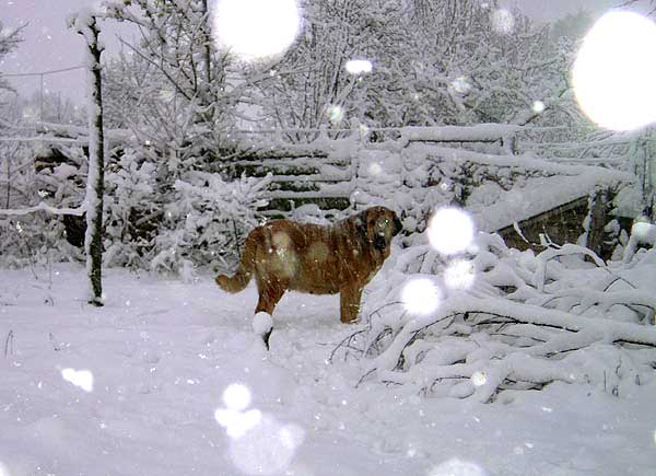 Mastín from Lu Dareva
Keywords: ludareva snow nieve