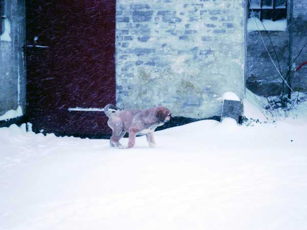 Becky (Tornado Erben)
(Ch. Baskervil Mastibe x Jolana FI-IT) 
Born: 23-12-2004 
 

Keywords: puppy cachorro snow nieve