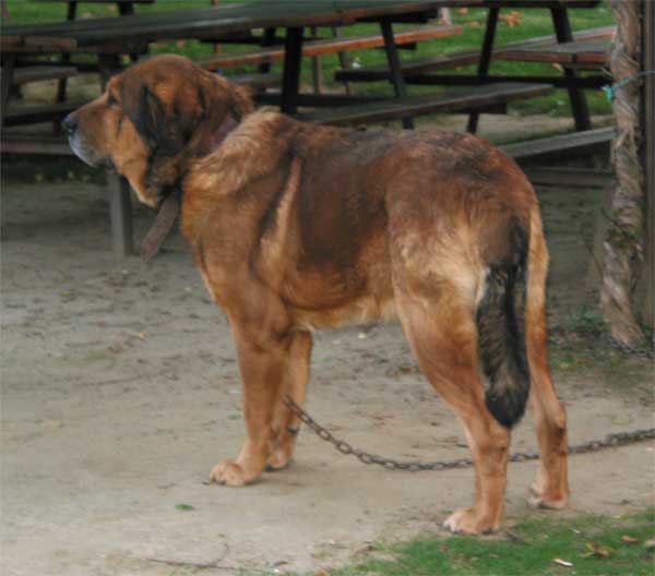 Mastín without pedigree - September 2004
