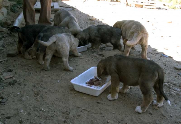 Feeding time - Puppies from Autocan September 2006
Ключови думи: autocan puppy cachorro