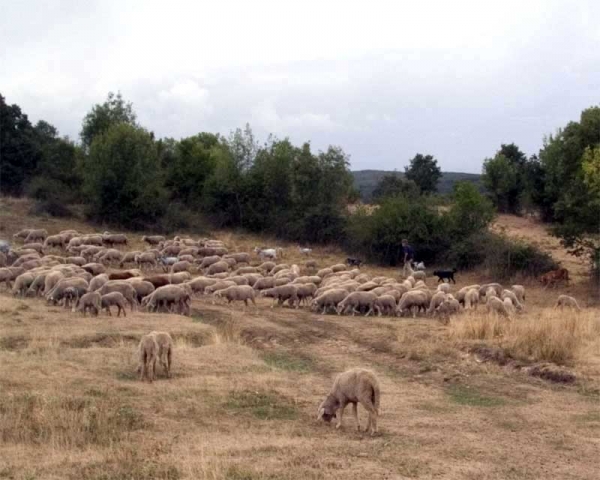 Sheep and mastines in León 2006
Keywords: flock