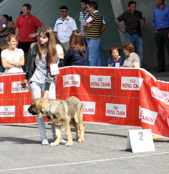 Caton: MB 2 - Young Puppy Class Males, Pola de Siero 16.07.2011 
Keywords: 2011