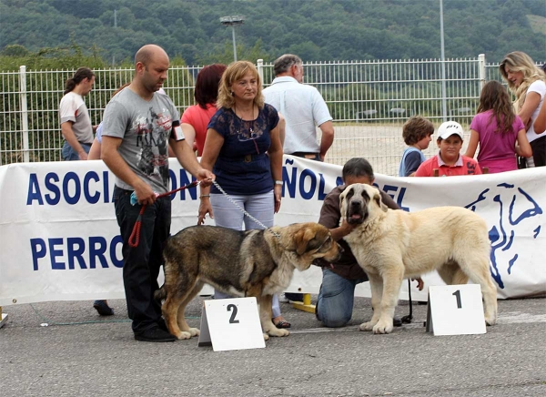 Bruma de Filandón: MB 2, Pegaso de Bao la Madera: MB 1 - RING Best Puppy - Pola de Siero 16.07.2011
Keywords: 2011