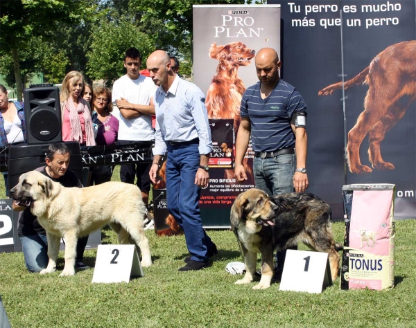 Pegaso de Bao la Madera: MB 2, Bruma de Filandón: MB 1 - Ring Best Puppy - Veguellina de Órbigo 23.07.2011
Keywords: 2011