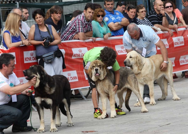 Puppy Females - Luarca, Asturias, Spain (AEPME), 21.07.2012
Keywords: 2012