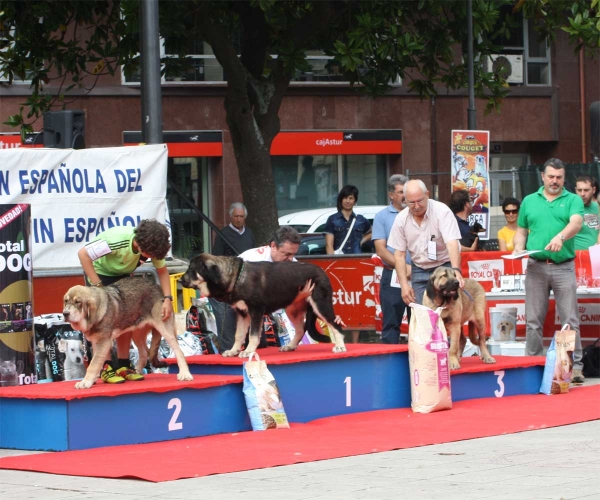 Ring Puppy Females - Luarca, Asturias, Spain (AEPME), 21.07.2012
2. FLACA DE TIERRA DE ORBIGO
1. EBOLI DE TIERRA DE ORBIGO
3. PECA DE AUTOCAN 
Keywords: 2012