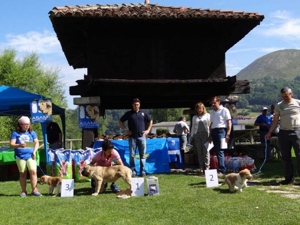 Young Puppies Females, Cangas de Onis, Asturias, Spain 05.07.2014
Keywords: 2014