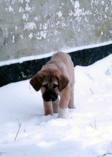 Becky (Tornado Erben)
(Ch. Baskervil Mastibe x Jolana FI-IT) 
Born: 23-12-2004 
Keywords: puppy cachorro snow nieve