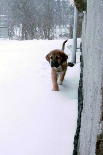 Becky (Tornado Erben)
Born: 23-12-2004 
(Ch. Baskervil Mastibe x Jolana FI-IT) 
 

Keywords: puppy cachorro snow nieve
