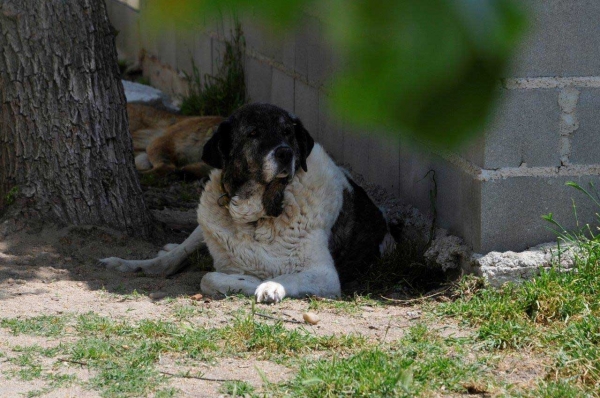 My 'virtual' adoption Gabriela, an old mastín living in the animal shelter 'Scooby', Medina del Campo, Valladolid, Spain
