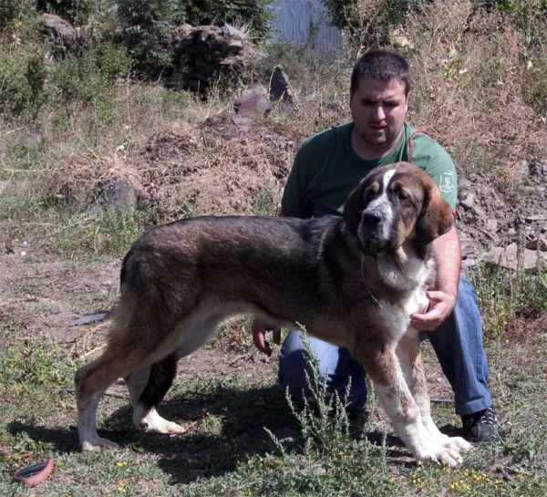 Caronte II de Tsaciana, 5 months old
Keywords: tsaciana puppy cachorro