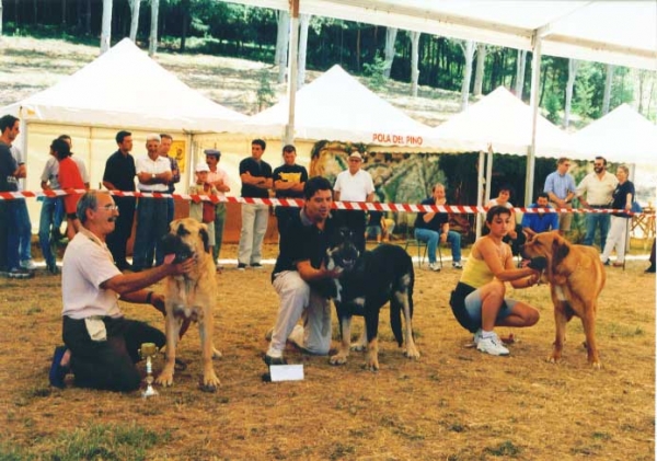 Left: 3ª Berta de Autocan, 1ª Selva de Babia & 2ª Brandy de Ribayón - Young Class Females, La Pola de Gordon 25.07.1999
  

Keywords: 1999