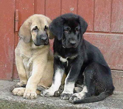 Puppies from Cibine
Keywords: puppy cachorro