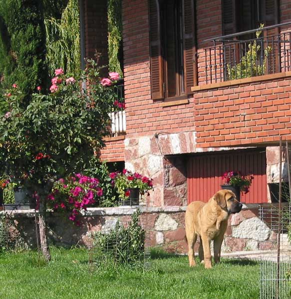 Puppy from Las Cañadas, León, Spain - September 2004

