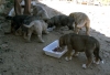 2941-puppy-feeding.jpg