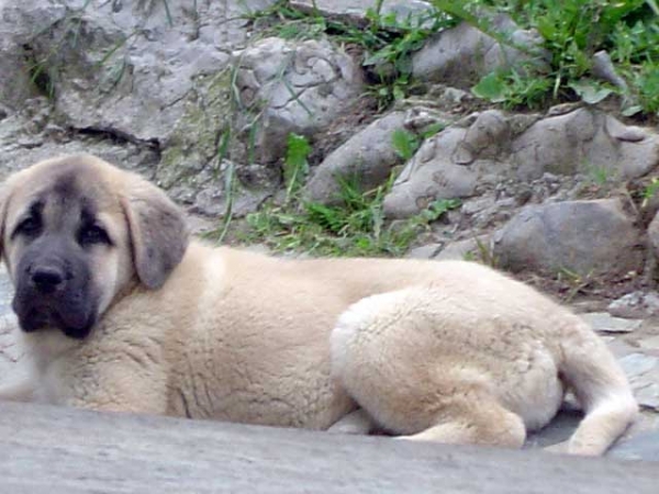 Acebo Baolamadera - Clase muy cachorros, MB 1º - Puebla de Sanabria 23.07.2006
Keywords: baolamadera puppyspain puppy cachorro