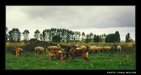 Mastines owned by Perfecto Alvarez
Photo: Jonas Nielsen - © Copyright. 
Keywords: flock working ganadero