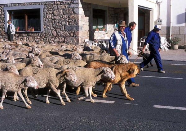 Mastínes ganaderos - Villafeliz, León, Spain 2001
Photo: Jonas Nielsen. Copyright ©  
Keywords: flock working ganadero