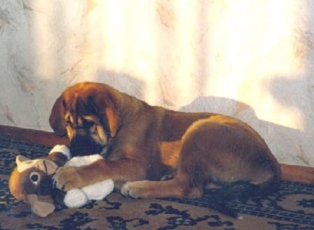 BasMagiaAlabama (Elfa) - 3 months old
Where are my brothers and sisters..

Keywords: puppy cachorro elfa