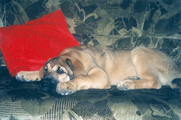 BasMagiaAlabama (Elfa) - 4 months old
It’s my favourite place
Keywords: puppy cachorro elfa