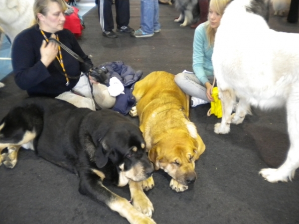 09.10.2010,  National dog show  in Limbazi, Latvia
Ebano de Anaise, Zarmon de Celly Alizee
