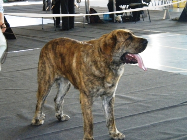 09.10.2010. National dog show in Limbazi, Latvia
Zarmon de Celly Ace
