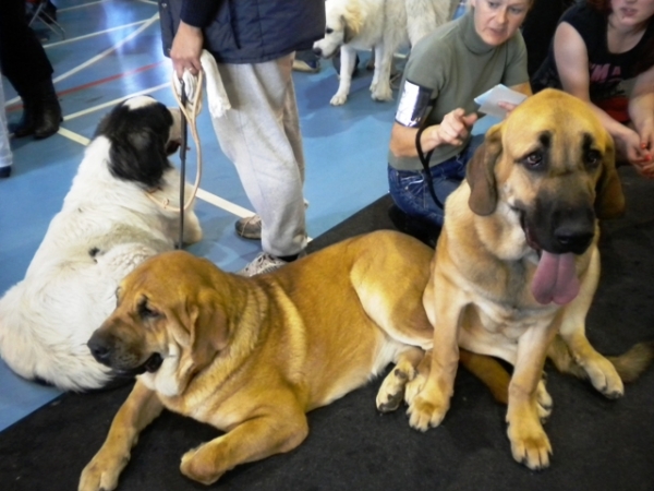 09.10.2010,  National dog show  in Limbazi, Latvia
Zarmon de Celly Alizee (Estonia, R.Kaupmees), Winola Tornado Erben
