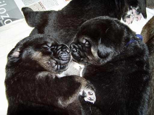 12 days old puppies from Tornado Erben
Kľúčové slová: puppyczech puppy cachorro tornado
