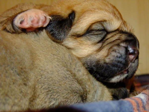 Sweet puppy (11 days old)
Dali de la Aljabara x Sofia Sol Tornado Erben
