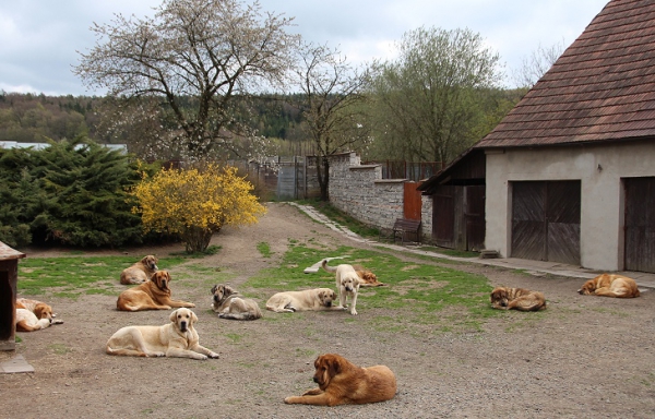 Our dogs waiting for the breakfast
Tornado Erben mastines
Ključne reči: tornado