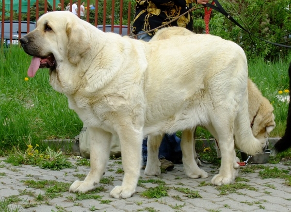 Lois Tornado Erben - exc. 1, CAC, Best of Breed and became Grandchampion of Slovak republic  on  National show Banska Bystrica (2.5.2010)
