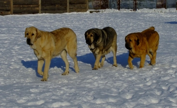 on the left huge Daffy Tornado Erben (18 months) with Linda (6 years) and Carrie (20 months)
Keywords: tornado snow nieve
