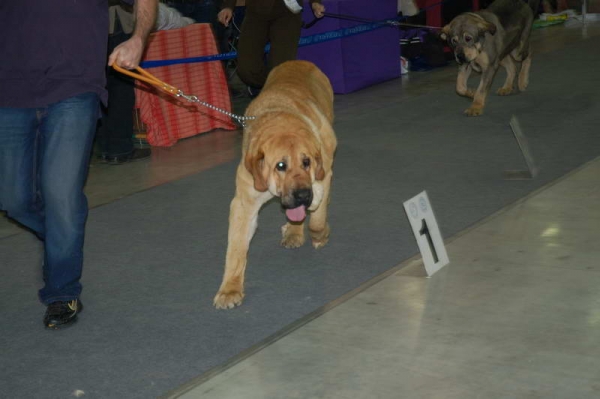 Best young dogs - Spanish Grande Tornado Erben & Triana Tornado Erben - 'Eurasia 2010', Moscow, 27.03.2010
Keywords: 2010
