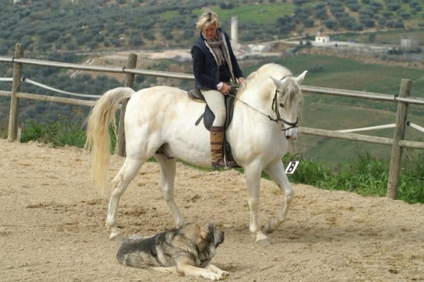 Lisabon Tornado Erben living in Spain
great guard of Spanish Pure Breed horses 
