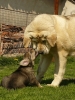 roxana8,5m+puppy.jpg