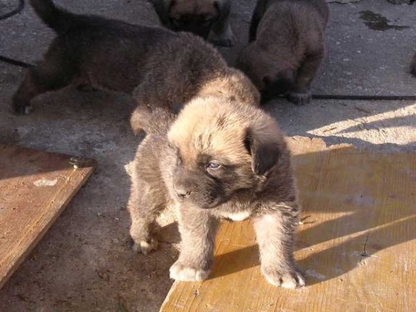 Cachorro de Arraijanal
(Montañes de Hazas de Cesto x Campiña de la Aljabara)
Nacido: 29.03.2006 
Keywords: puppyspain puppy cachorro
