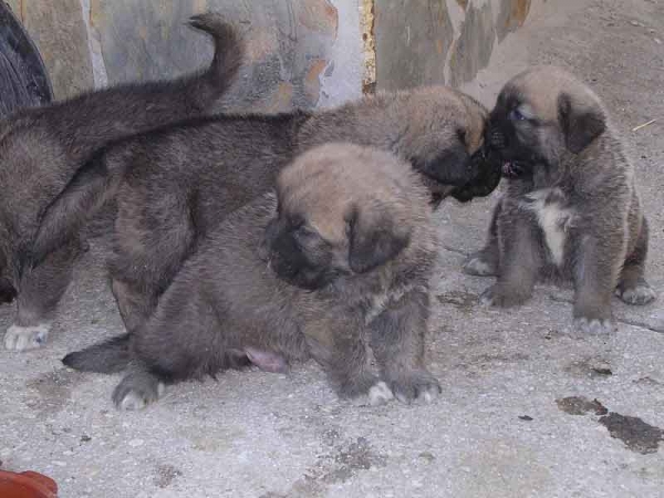 Cachorros de Arraijanal
(Montañes de Hazas de Cesto x Campiña de la Aljabara)
Nacidos: 29.03.2006 
Keywords: puppyspain puppy cachorro