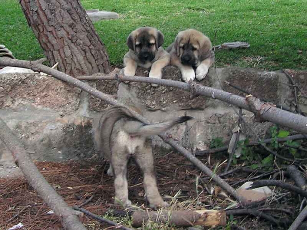 Cachorros de Arraijanal
(Montañes de Hazas de Cesto x Campiña de la Aljabara)
Nacidos: 29.03.2006 
Keywords: puppyspain puppy cachorro
