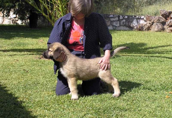 Cachorro de Arraijanal
(Montañes de Hazas de Cesto x Campiña de la Aljabara)
Nacido: 29.03.2006 
Keywords: puppyspain puppy cachorro