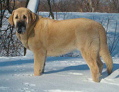 Feya Mastibe 8½ months
Keywords: snow nieve puppy cachorro mastibe