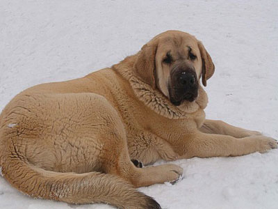 Feya Mastibe 8 months
Keywords: snow nieve puppy cachorro mastibe