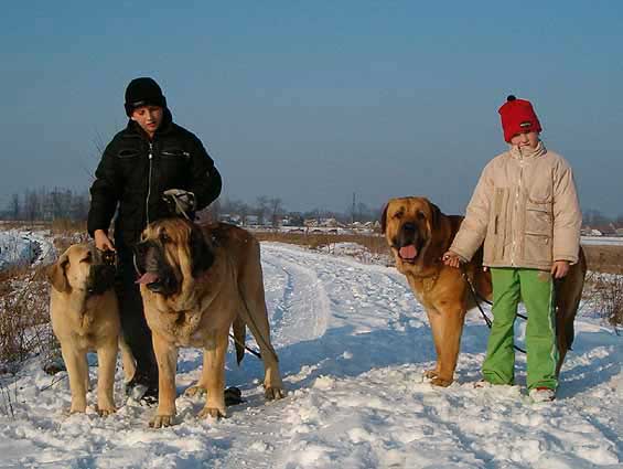 Tom, Tereza and mastines (puppy Zazi, Erny and Unique) from Mastibe
Keywords: kids snow nieve mastibe
