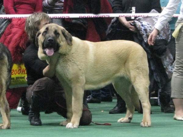 Misterio Dorado Mastibe 11 months old
Misty to the show memory Sabaneeva L.P. (30.01.2010 - Moscow, Russia)
Junior class - Excellent 2

