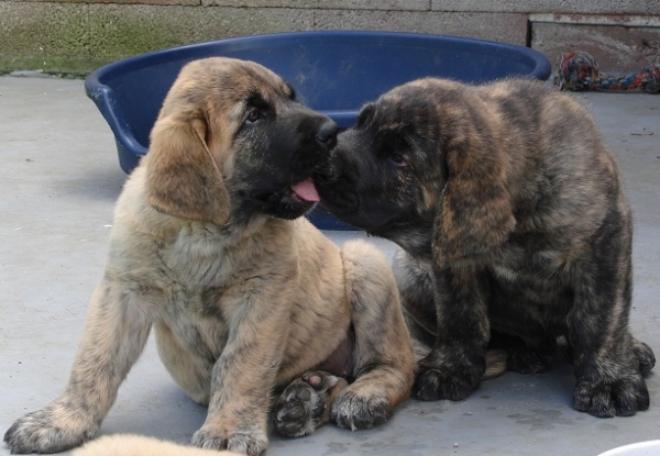 Puppies from Mastibe-7,5 weeks
ICh.Arak z Kraje sokolu x Ch.Amiga Zazi Bis Mastibe

