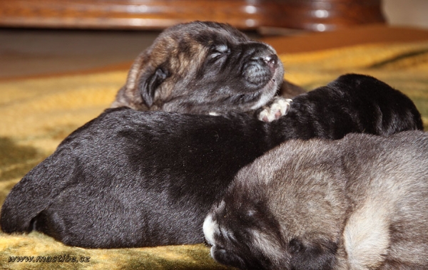 Puppies from Mastibe 10 days old
Goya Mastibe x Gastone del Dharmapuri
