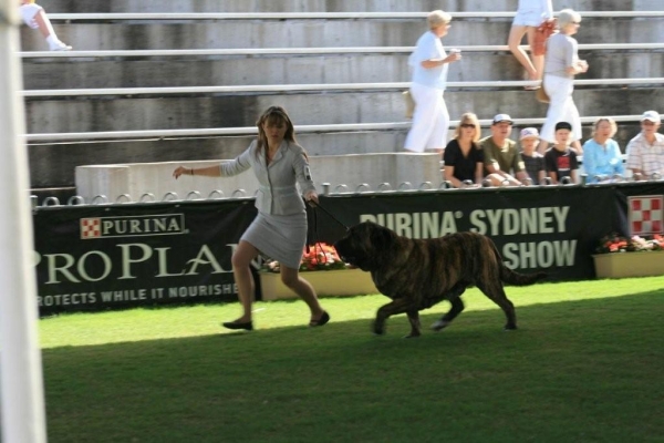Iago Mastibe - BOB - Purina Sydney Royal Dog Show 2009
ICh.Unique du Domaine du Runneval x ICh.Connie Mastibe
