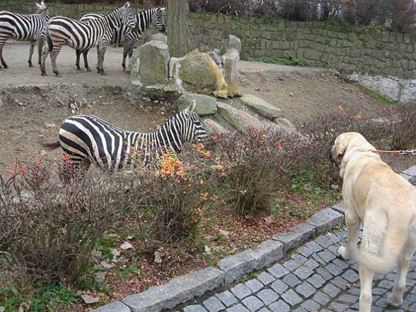 Amiga Zazi Bis Mastibe in Zoo
Keywords: pet mastibe