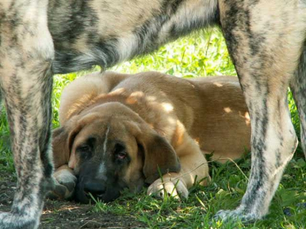 Zula & Ginny Mastibe
Keywords: calverota puppyczech puppy cachorro